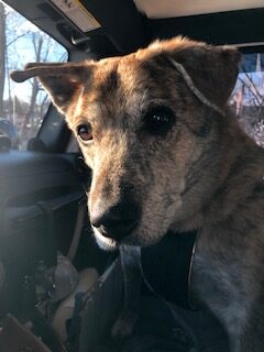 Beautiful Brindle